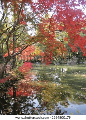 Autumn in Japan, quiet scenery of autumn leaves and a pond