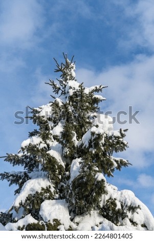 Picea omorika spruce or Serbian spruce on clear sunny winter day. Picea omorika spruce branches under white fluffy snow against blue sky. Close-up. Selective focus. Winter theme for design.