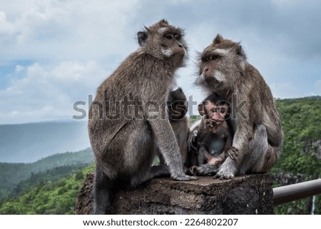 Macaque monkeys on the background of the Black River Natural Park. Mauritius Island, Africa