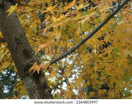 Autumn in Japan, quiet scenery of beautiful autumn leaves