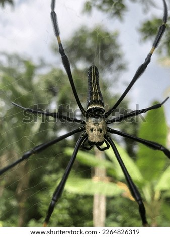 Spiderman Nephila pilipes Animal Lab-Laba