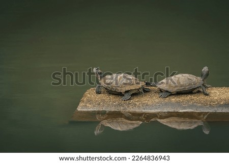 tortoise lying back to back on a stone in the middle of a lake