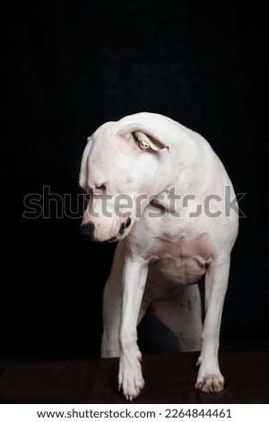 Dogo Argentino in the Photo Studio with black Background