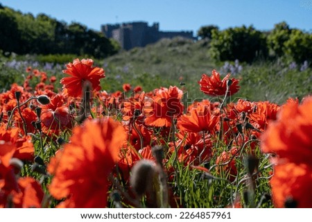 Focus on red poppies on the beach, against an out of focus Bamburgh Castle in Northumberland, UK