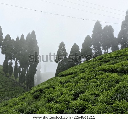 This is a picture of Tea Garden in foggy weather of Darjeeling Hill station