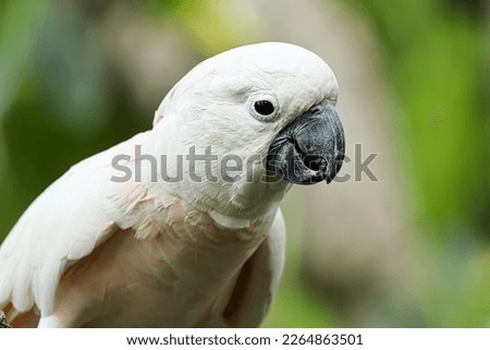 Close up of a salmon-crested cockatoo in nature