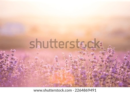 Lavender bushes closeup on sunset. Sunset gleam over purple flowers of lavender. Provence region of France. Royalty-Free Stock Photo #2264869491