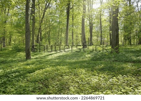 Pathway (alley) through the green forest park on a clear day. Soft sunlight, sunbeams, shadows. Spring, summer beginning in Europe. Nature, environment, ecology, ecotourism, hiking, walking, exploring Royalty-Free Stock Photo #2264869721