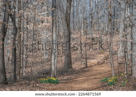 Winter flowering narcissus bloom in the forest of Timberland Park along the Natchez Trace Parkway. Royalty-Free Stock Photo #2264871569
