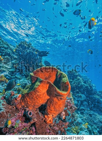 Coral reef in South Pacific off the coast of North Sulawesi, Indonesia Royalty-Free Stock Photo #2264871803