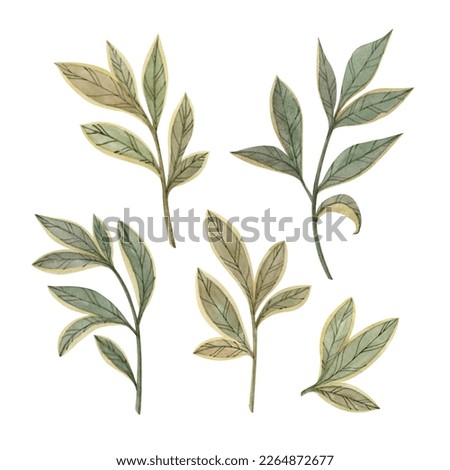 Green leaves clip art set. Isolated elements on a white background. Hand painted in watercolor botanical illustration.