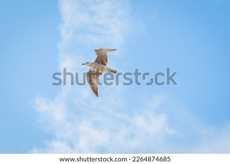 Seagull in flight, Portuguese city located in the sub-region of the Region of Coimbra - Portugal