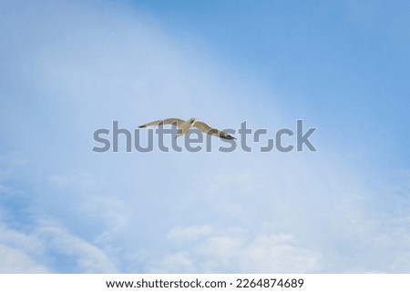 Seagull in flight, Portuguese city located in the sub-region of the Region of Coimbra - Portugal