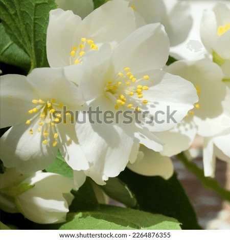 Jasmine flowers on a wooden background. Blooming mock orange, beautiful delicate white flowers of a group of false jasmine, close-up macro.