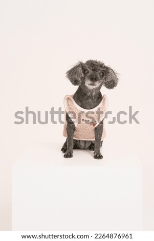 cute puppy, Poodle, Black Silver, Lovelyness
