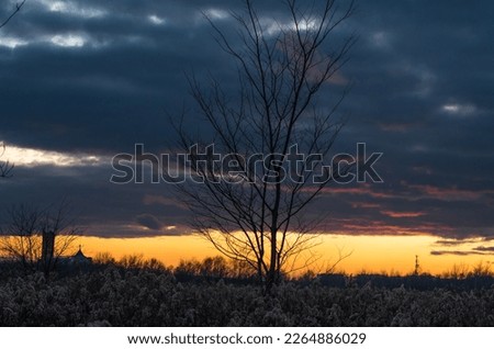 Suburban forest at sunset at the end of a warm winter