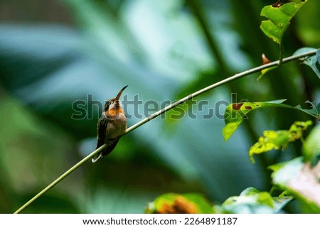 unique photo of a cute little hummingbird sleeping on a stalk in the rainforest in manuel antonio national park in quepos, costa rica	
