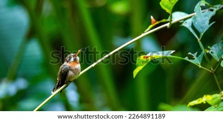 unique photo of a cute little hummingbird sleeping on a stalk in the rainforest in manuel antonio national park in quepos, costa rica	
