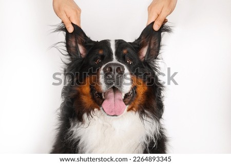 Stock Foto Bernese mountain dog on white background. Studio shot of a dog on an isolated background. The hands of the owners raised their ears in a funny way. Banner.  Royalty-Free Stock Photo #2264893345