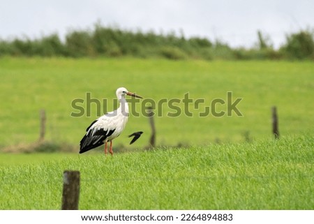 stork in a field of the countryside in Luxembourg