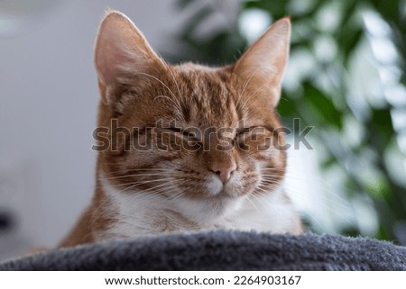 a cat that is very relaxed and lying on its scratching post, has fallen asleep  Utrecht, NL - february 15, 2023