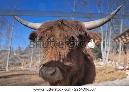Highlander cow looking at camera, cow breed in pen in the countryside