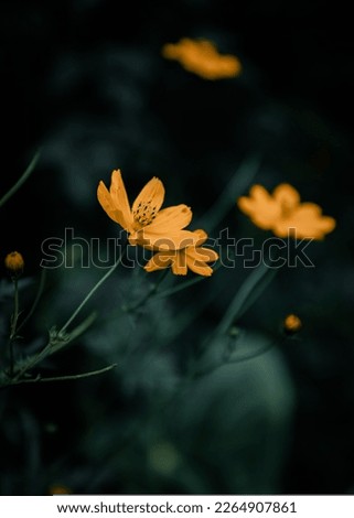 summer orange flower in the pic