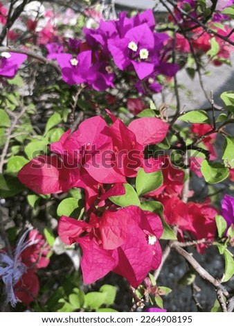 beautiful red and purple paper flowers in the garden shot in detail

