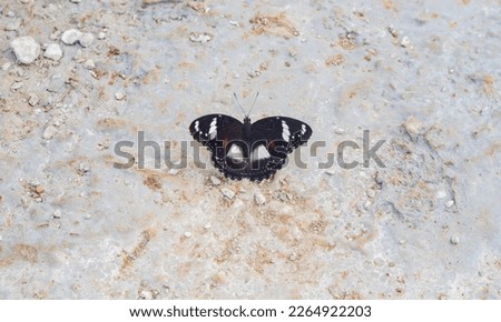 black butterfly on white background with beautiful wings