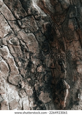 wood texture, tree bark texture, tree trunk texture