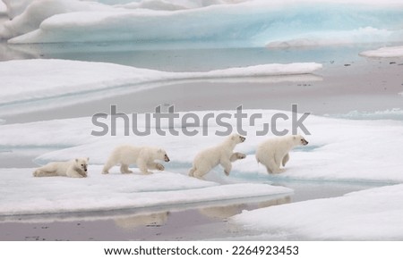 Cute baby polar bear leaping melting ice in Canadian high arctic timlapse image. Royalty-Free Stock Photo #2264923453