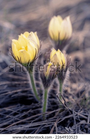 Delicate Anemone pulsatilla flowers in spring Royalty-Free Stock Photo #2264933523