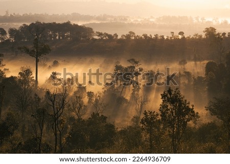 the landscape image of the savanna near the mountain overlay with the morning light
