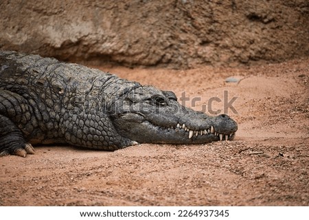 Portrait close-up of a crocodile on a sandy ground, in the background a rock wall. Royalty-Free Stock Photo #2264937345