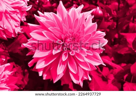 Pink picture with Dahlia, called in Czech jiřina. Blooming flower as a background