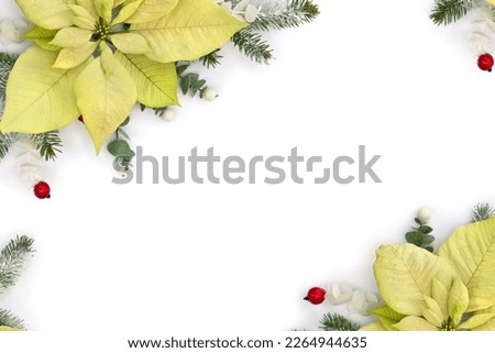 Christmas decoration. Flowers of white yellow poinsettia, branch christmas tree, berries mistletoe, red berries on white background with space for text. Top view, flat lay