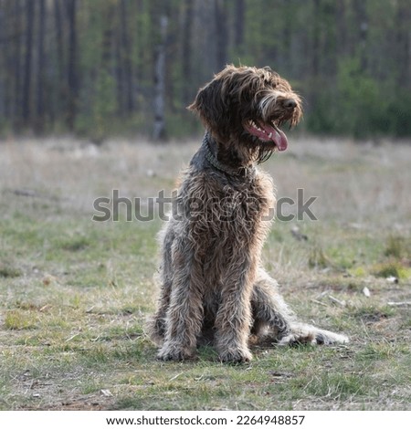 Wirehaired pointing griffon dog portrait outside Royalty-Free Stock Photo #2264948857