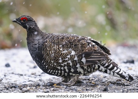 Wild Male Spruce Grouse on a parkway roadside in the snow in  Autumn
