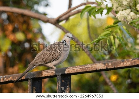 The pattern Eastern Spotted Dove