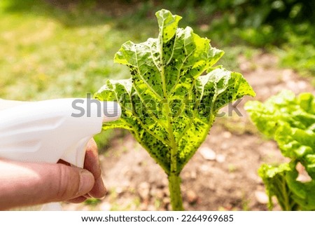 Woman hand using spray on rhubarb plant with infected by many black aphids. Using no pesticide, made with water, green soap and vinegar. Royalty-Free Stock Photo #2264969685