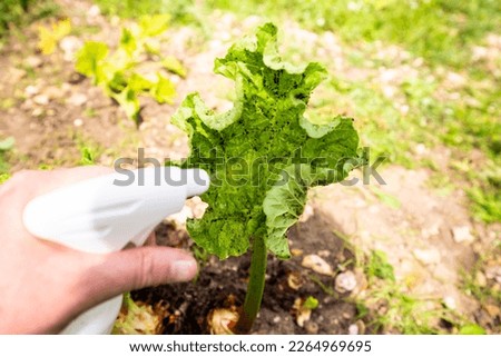 Woman hand using spray on rhubarb plant with infected by many black aphids. Using no pesticide, made with water, green soap and vinegar. Royalty-Free Stock Photo #2264969695