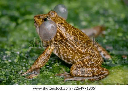 Frog in water. One breeding male pool frog crying with vocal sacs on both sides of mouth in vegetated areas. Pelophylax lessonae. Biodiversity. Royalty-Free Stock Photo #2264971835