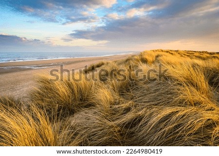 Golden Light on Marram Grass in Druridge Bay, located on the North Sea in Northumberland's AONB in England, it is a 7 miles long bay between Amble and Cresswell Royalty-Free Stock Photo #2264980419