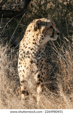 A beautiful cheetah late afternoon 