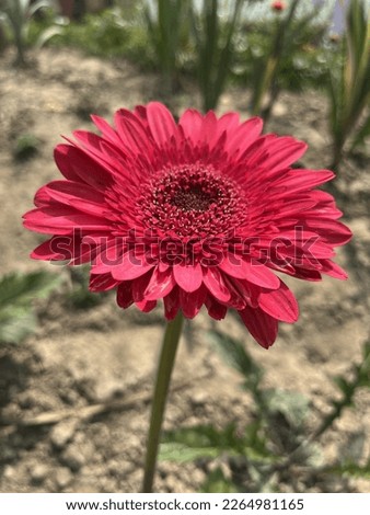 A flower something known as a bloom, is the reproductive stucture found in flowering plants. it's called gerbera,barberton daisy..