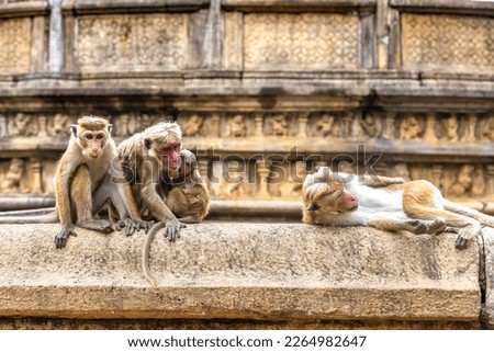 Wild monkeys at Ruins , Sri Lanka