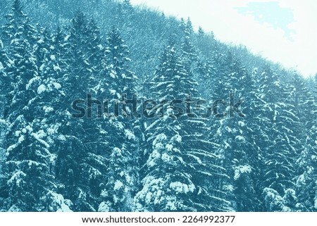Spruce tree forest covered by snow.Winter season. High quality photo