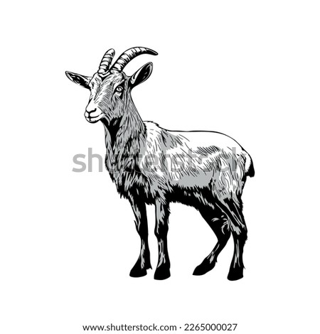 Goat.Vector hand drawn sketch style illustration. Royalty-Free Stock Photo #2265000027