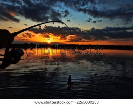Fishing at sunset. Catching predatory fish on spinning. Sunset colors on the water surface, sunny path from the low sun. Perch caught on yellow spoonbait Royalty-Free Stock Photo #2265000233