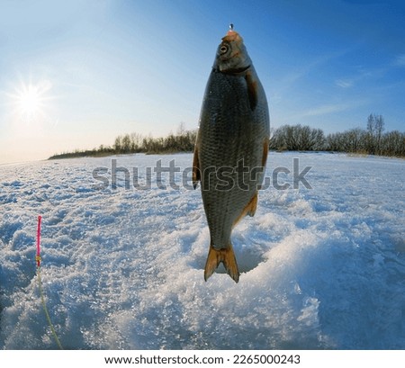 Ice recreational fishing. A picture of Zarthe (Vimba vimba) fishing with a hole, a panorama of the river and the forest shore. A fish-eye lens is used